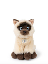 Load image into Gallery viewer, B.T. CHAPS EDDIE THE SIAMESE IN GIFTBOX BEIGE / BROWN 17 CM - 7 INCH
