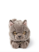 Load image into Gallery viewer, B.T. CHAPS FREDDY THE BRITISH SHORTHAIR IN GIFTBOX GREY 20 CM - 8 INCH