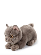 Load image into Gallery viewer, B.T. CHAPS FREDDY THE BRITISH SHORTHAIR IN GIFTBOX GREY 20 CM - 8 INCH